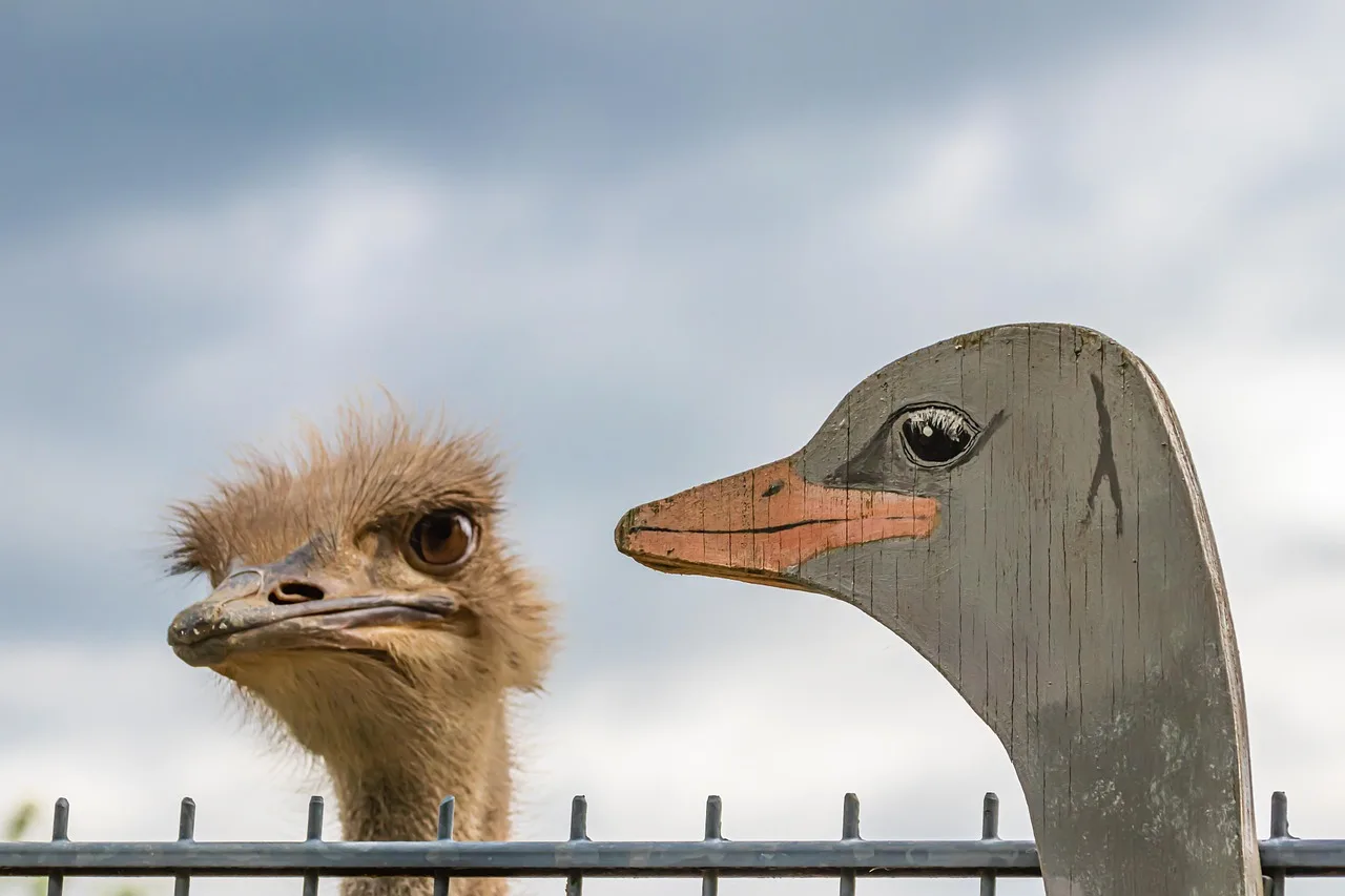 ostrich, animal, bird, nature, heaven, fence, wood bird, image, double, twin, comparison, head, beak, portrait, creature, eyes, curious, fun, see, view, real, fake, comparison, comparison, fake, fake, fake, fake, fake. Why user submissions quiz rounds get refused
