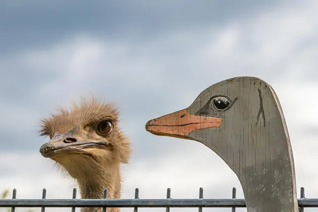 ostrich, animal, bird, nature, heaven, fence, wood bird, image, double, twin, comparison, head, beak, portrait, creature, eyes, curious, fun, see, view, real, fake, comparison, comparison, fake, fake, fake, fake, fake. Why user submissions quiz rounds get refused